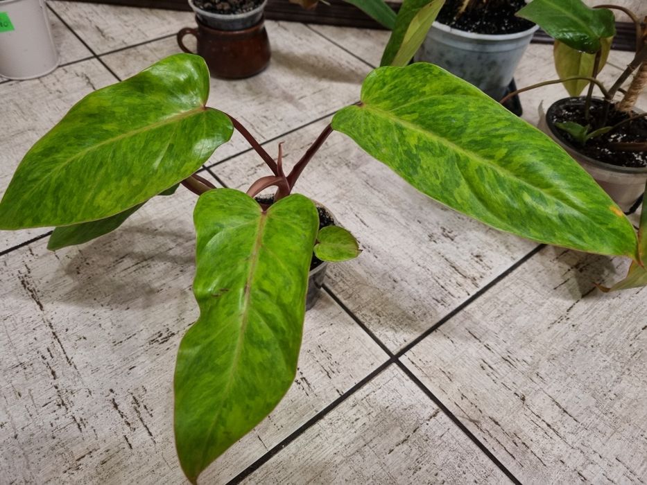 Фiлодендрон ( Fhilodendron)