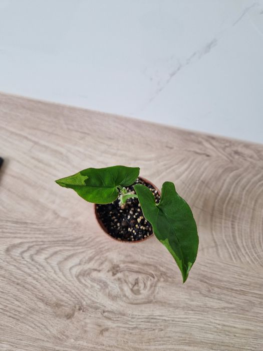 Syngonium eclipse