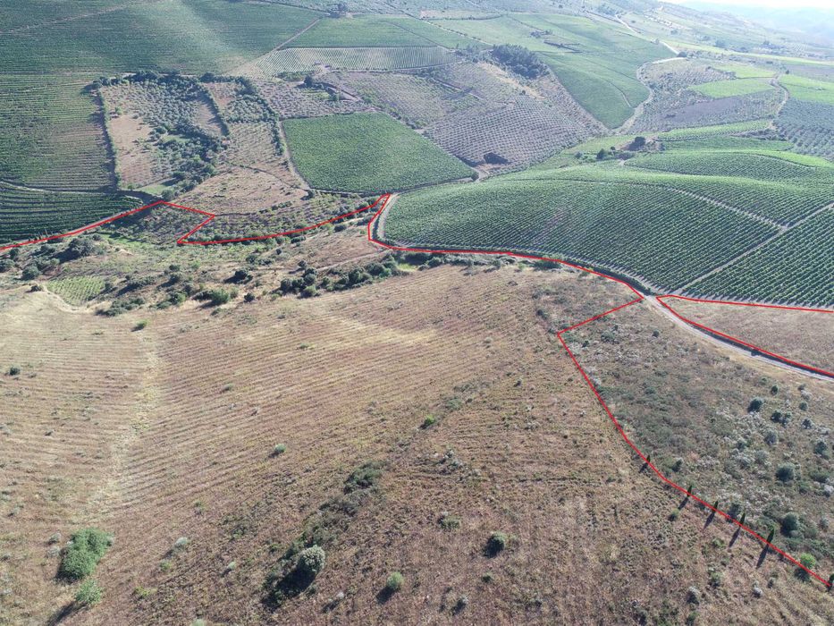 Terreno com 32 hect. com excelente potencial para a produção de vinho.