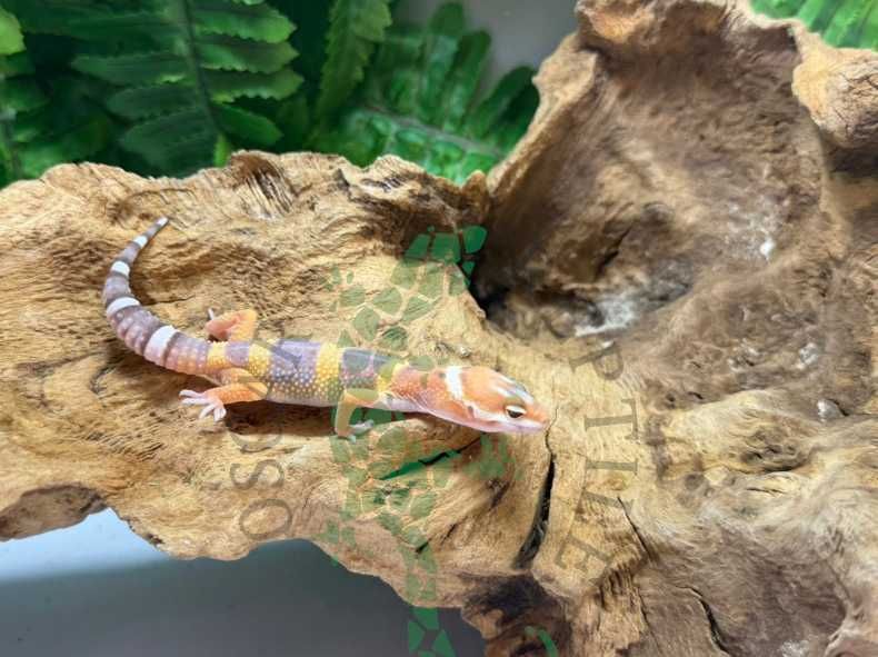 Gekon lamparci gekony lamparcie Świebodzin