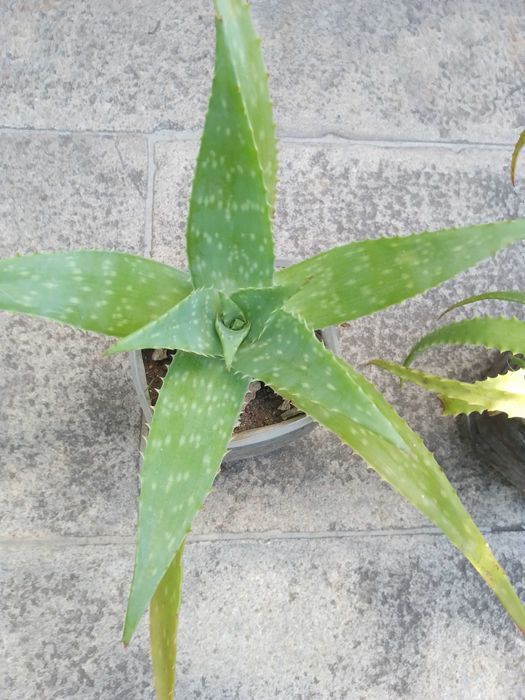 Cactos / Catos Aloe Vera