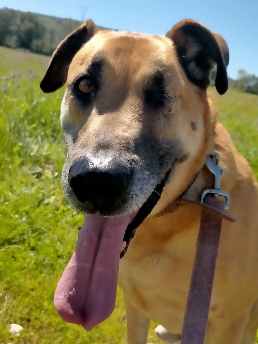 Milagre - cão grande para adoção