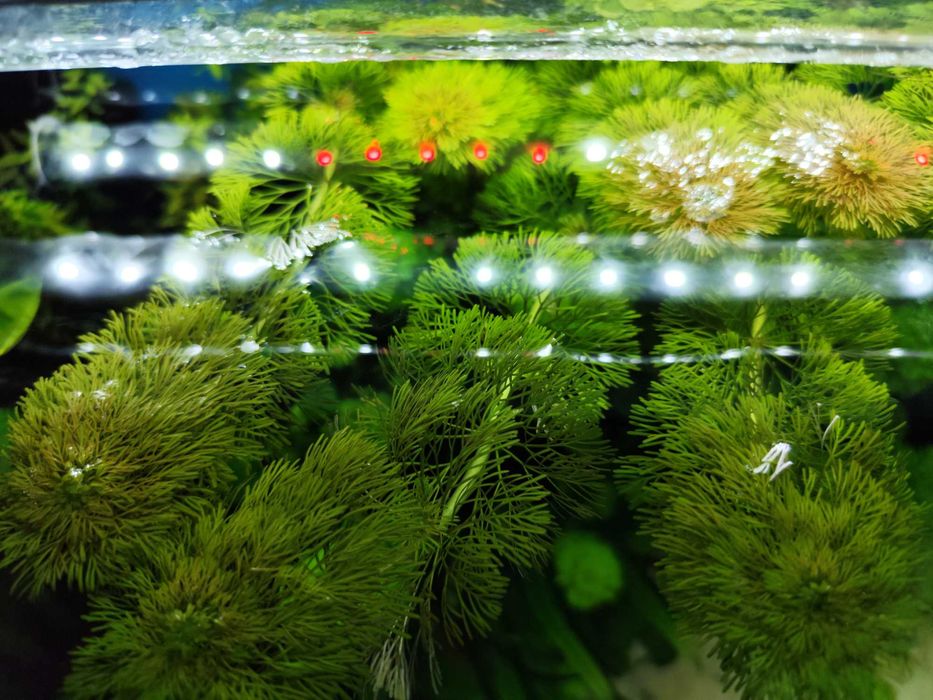 Rośliny Akwariowe Limnophila Sessiliflora Okazja