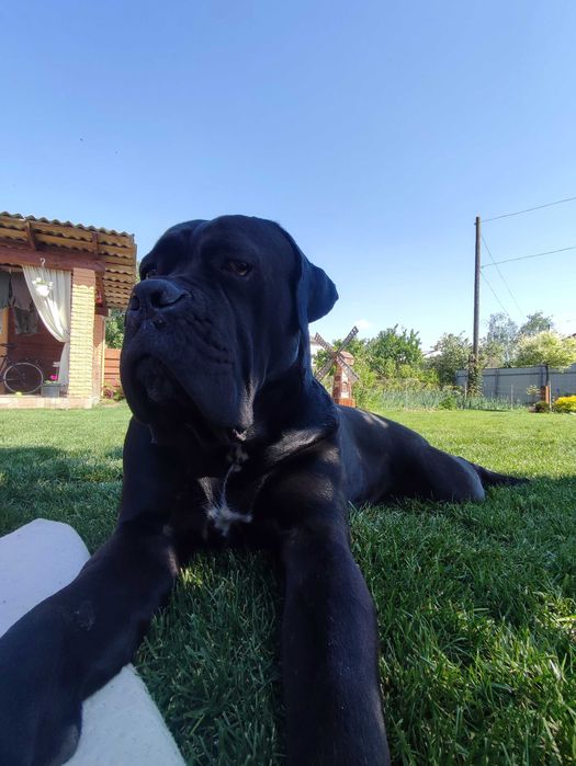 В'язка. Кане корсо. Красень з документами КСУ, чекає свою красуню.