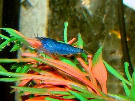 Krewetka blue velvet niebieska
