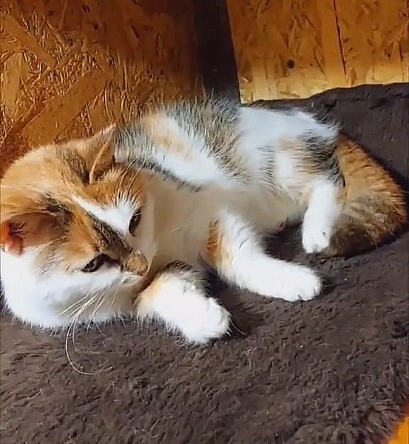 Отдам трёхцветную кошечку