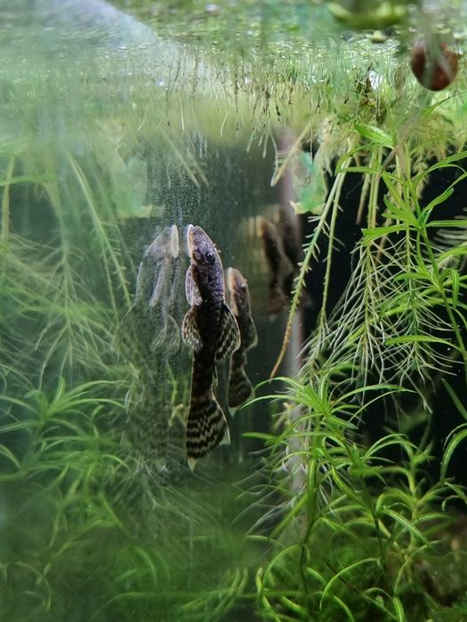 Glonojad ancistrus sp. Zbrojnik  sklep schangri.pl Kraków hodowla włas
