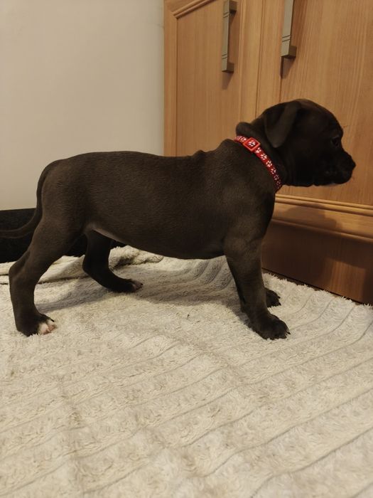 Amstaff Blue - suczka 4 - REZERWACJA
