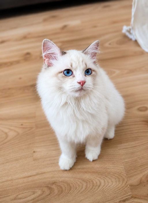 Bella Dumka PL piękna kotka syberyjska neva masquerade blue