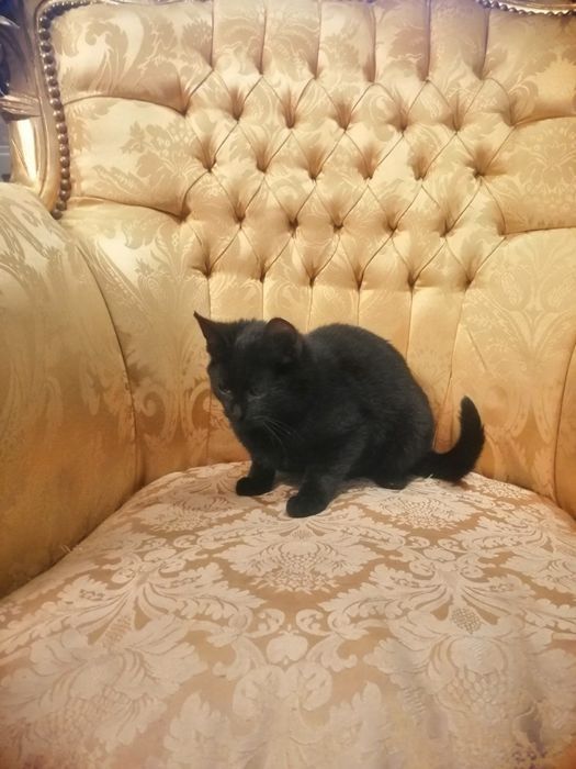 Czarny kot. oddam za darmo