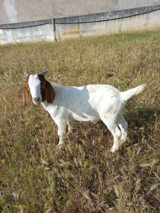 Cabrito Boer Macho