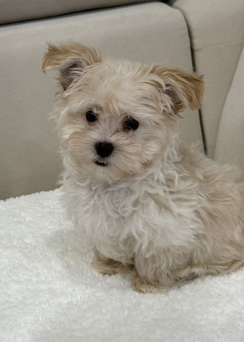 Щенок породы Мальтипу мини