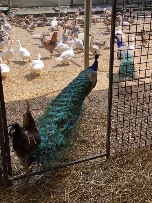 Pavões de varias raças  de cores variadas