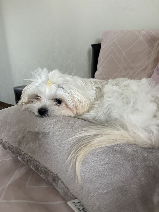 Вʼязка Мальтезе міні(мальтійська болонка)