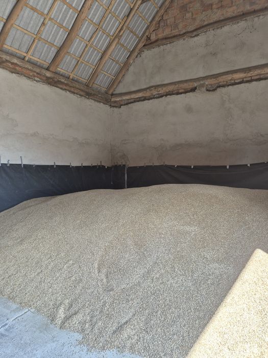 Żyto hybrydowe Jethro