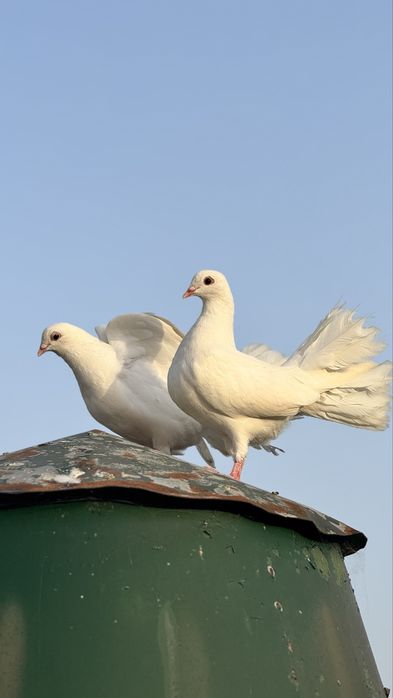 Pombos de leque Branco