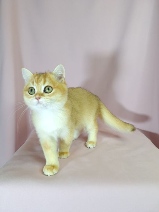 Британська Золота шиншила