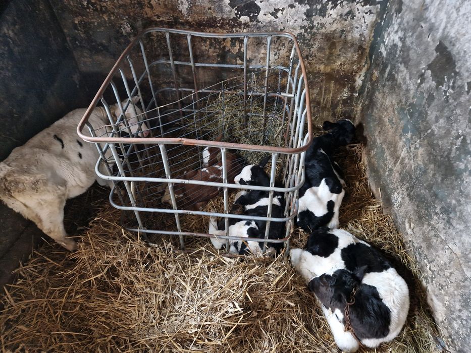 Byczki I jałoszki od rolnika