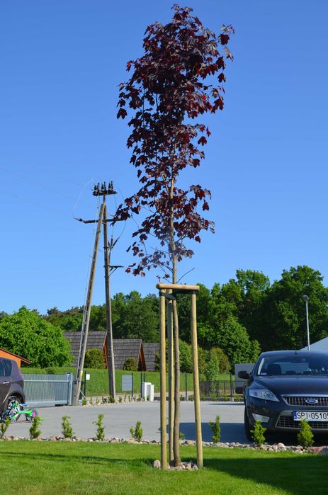 Paliki do drzewek palisada do palikowania 6x250cm WYSYŁKA NA PALECIE