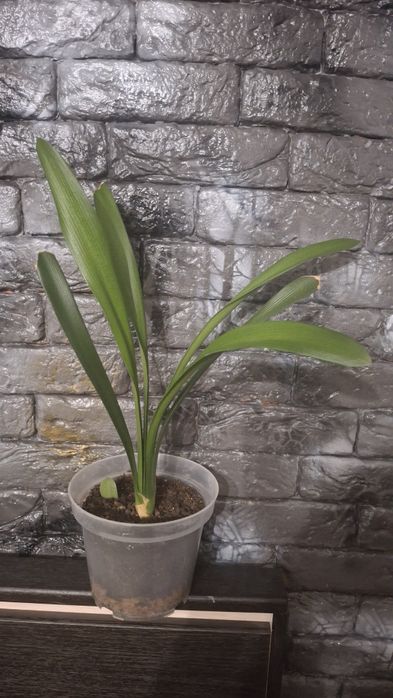 Продам Кливию оранжевую.