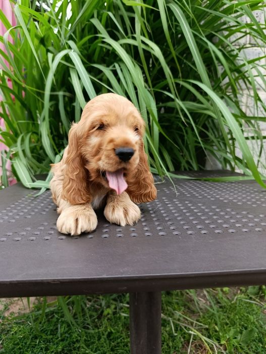Cocker Spaniel Angielski