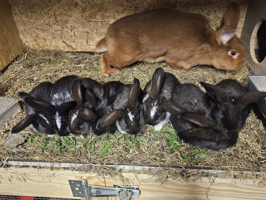 Mlode kroliki mieszane po samcu baranie i samicy nowozelandzkiej