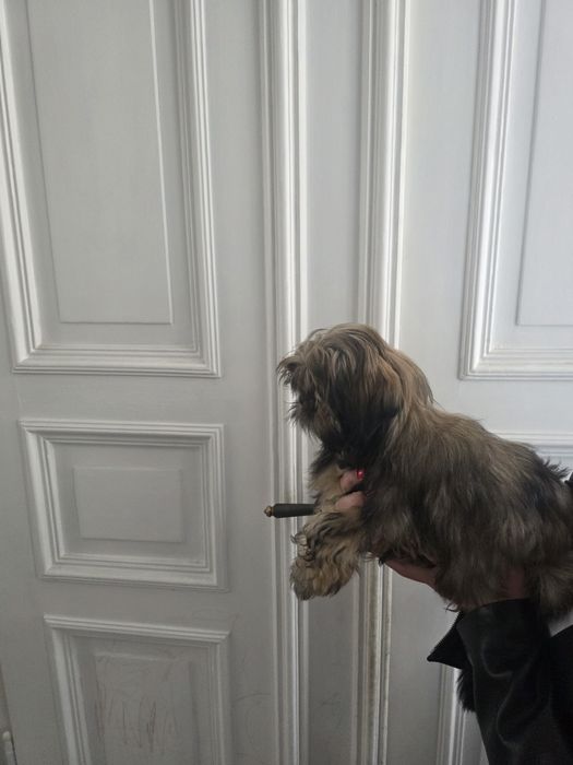Shih tzu 4 miesieczny