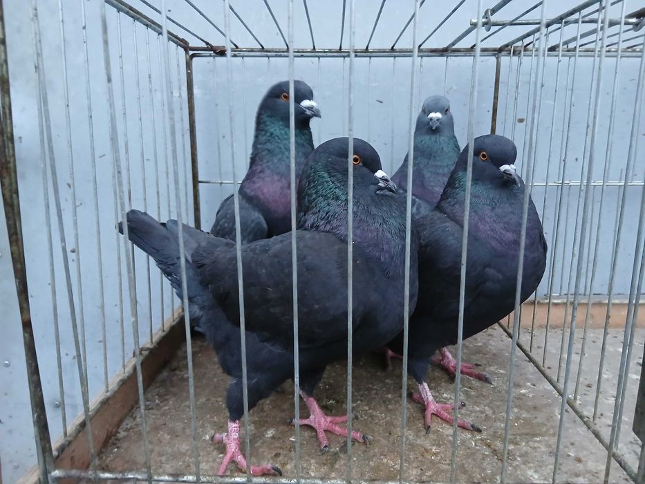 King kingi gołąb gołębie