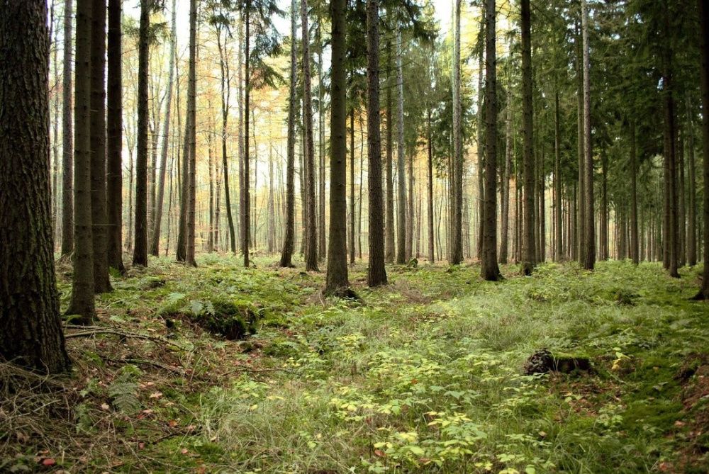 Terrenos em Santa Comba Dão