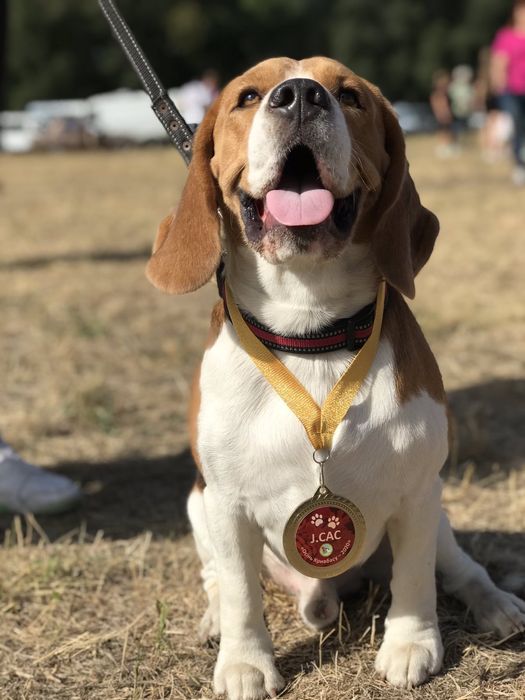 Бігль шукає наречену