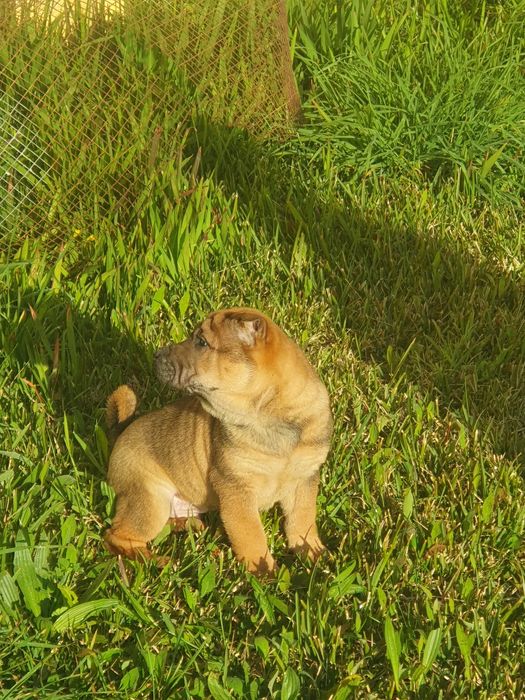 Venda de shar-pei promoção para o dia dos namorados