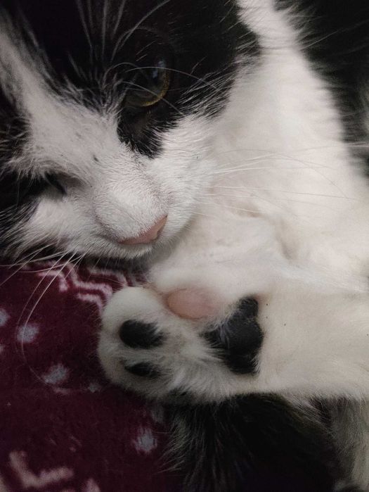 Кошенята котята (кошеня) до серця