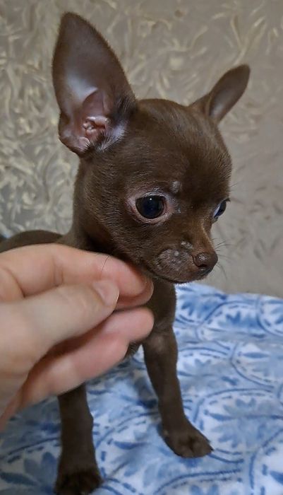 Девочка чихуахуашечка