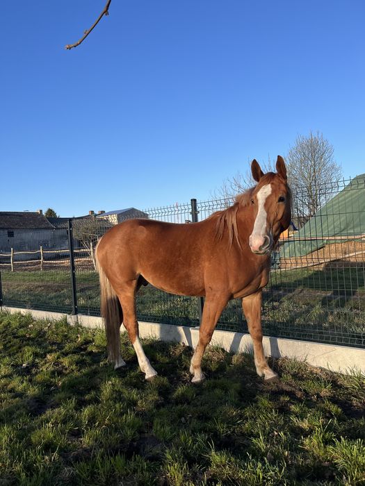 Koń sportowy  – PIRO – Polski Związek Hodowców Koni