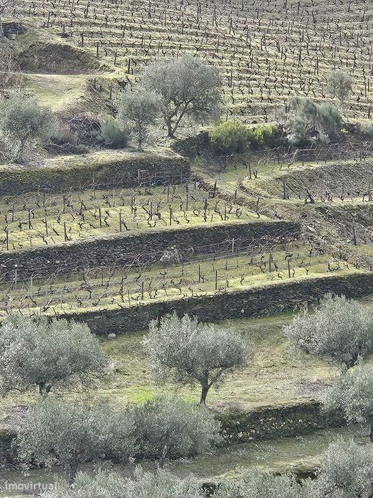 Vinhas para venda em Murça