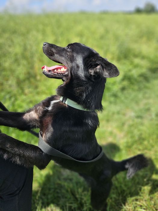 Onyx drobniutki i energiczny kochany psiak do adopcji