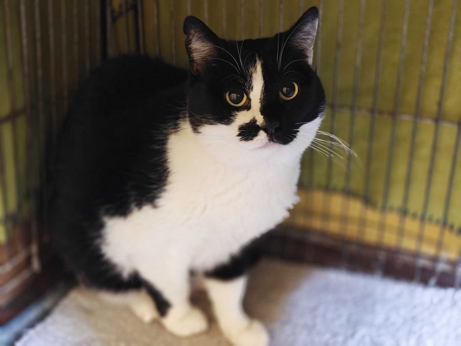 Учтивая красавица кошечка Кенди 1,5 год ждет свою семью