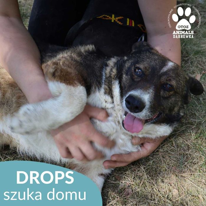 Słodziutki Drops szuka kochającego opiekuna!