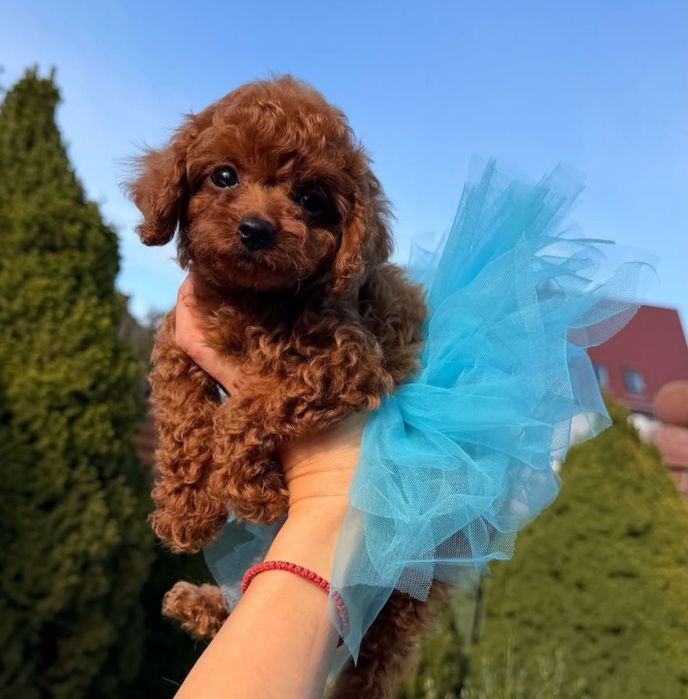 Дівчинка той пудель  ред браун