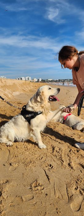 Golden Retriever com LOP