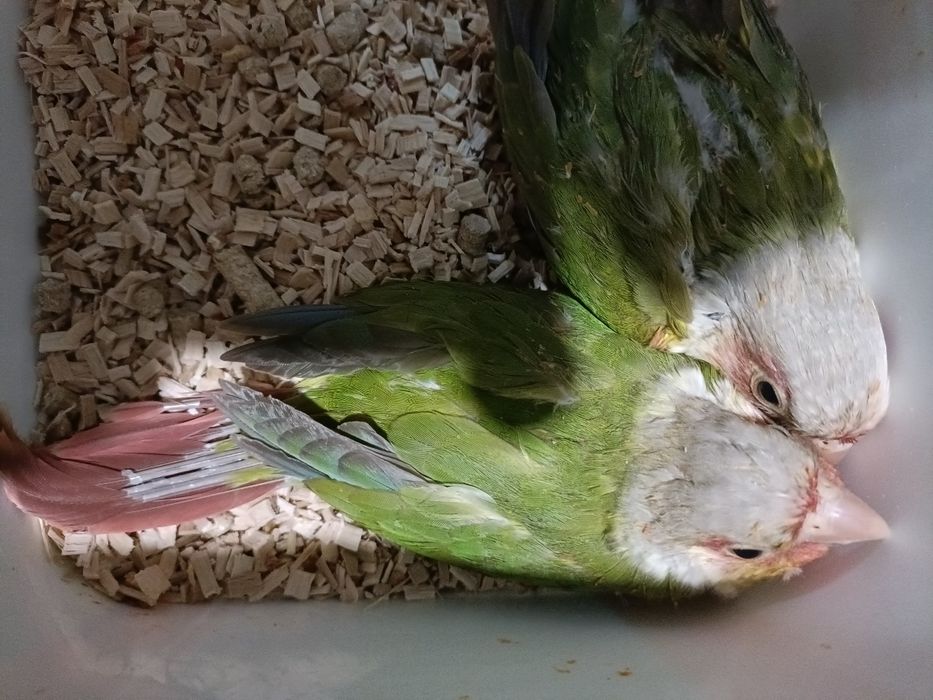 Casal de pyrruras pineapples