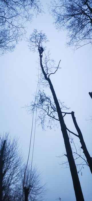 Wycinka drzew Usługi komunalne Drwal