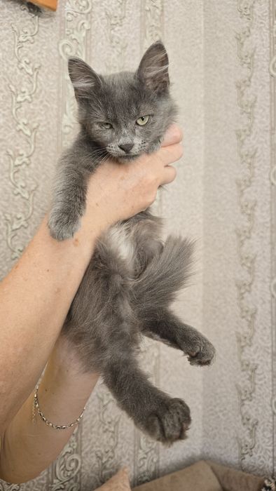 Кошенята в добрі руки