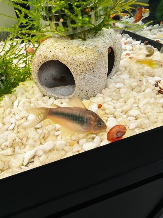 caracóis ramshorn – Excelentes Limpadores!