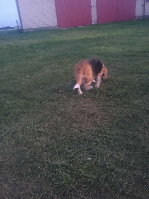 Beagle w dobre ręce Za darmo