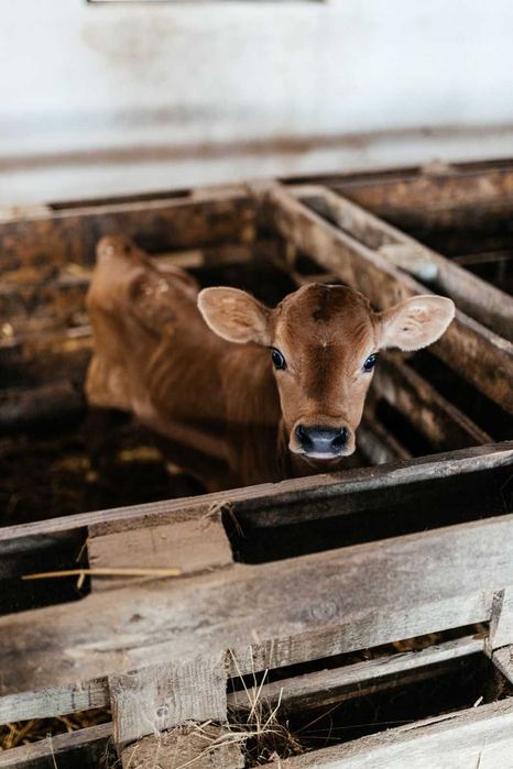 Телята, телиці, нетелі джерсейської породи