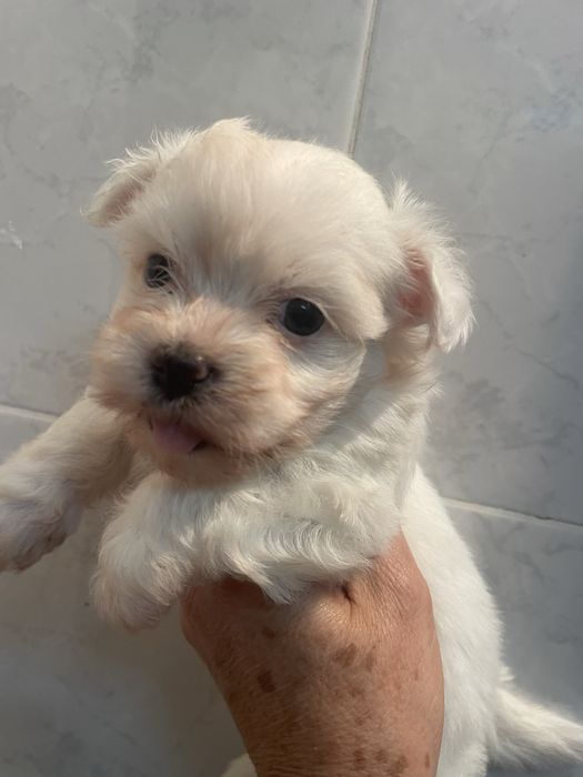Bichon maltes super top