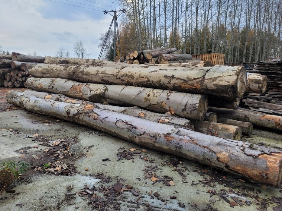 Buk świeży  wdp oraz wd