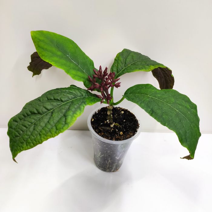 Клеродендрум Фейерверк