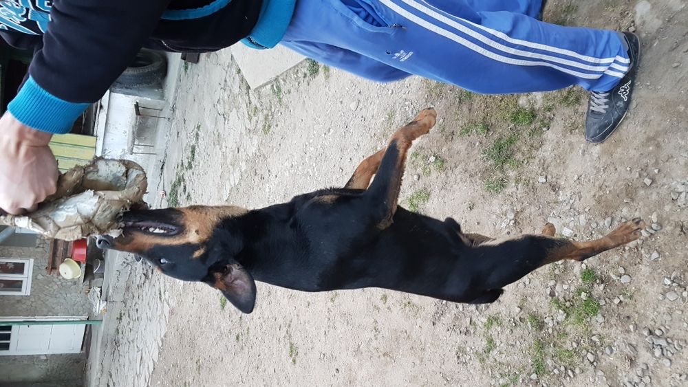 Ягдтер'єр (ягдтерєр) в'язка...